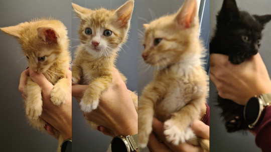 Poszukujemy domu dla 4 uroczych kociaków