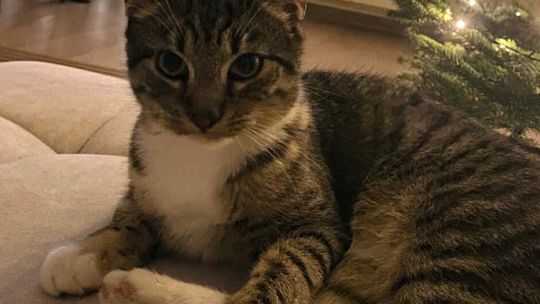 Poszukujemy kotki widocznej na zdjęciu, która zagineła w okolicy m. Kraskowo