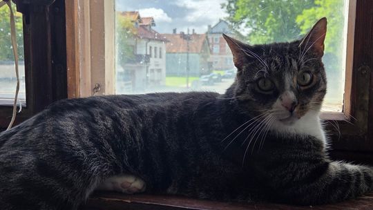 Poszukujemy osoby chętnej do adopcji widocznych na zdjęciach kotów.