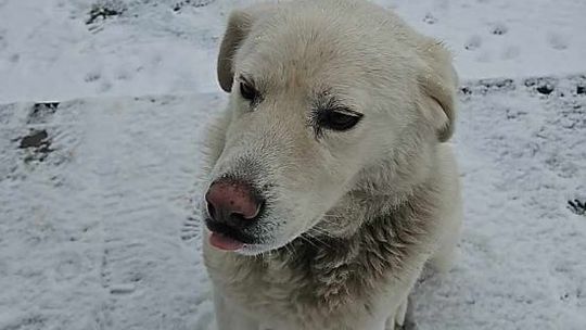 Poszukujemy właściciela pieska ze zdjęcia.