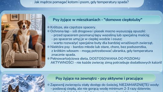 Zapraszamy do zapoznania się z zimowym niezbędnikiem czworonoga