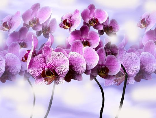 Dzień Edukacji Narodowej Dzień Edukacji Narodowej