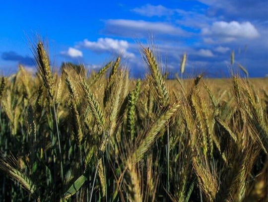 Gminny Turniej Dożynkowy Gminny Turniej Dożynkowy