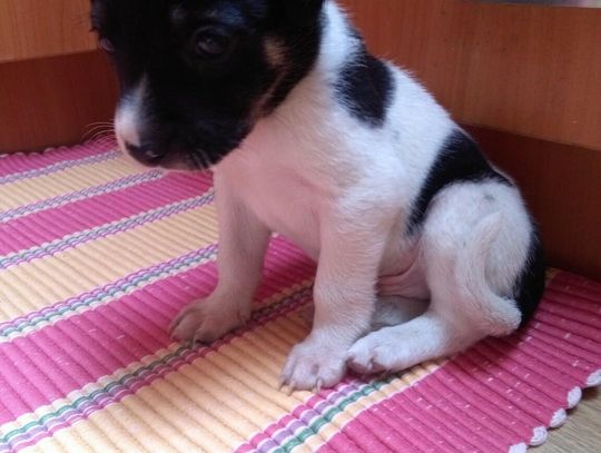 Informacja dla mieszkańców Miasta i Gminy Młynary - OGŁOSZENIE JEST JUŻ  NIEAKTUALNE!!!