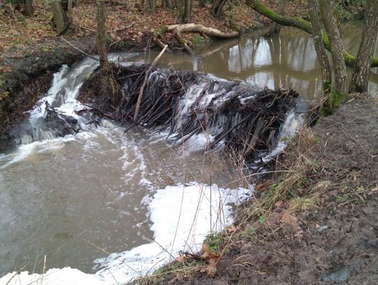 Informacja z wizji terenowych wzdłuż rzek gminnych
