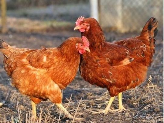 Komunikat Powiatowego Inspektora Weterynarii w Elblągu dotyczący ptasiej grypy