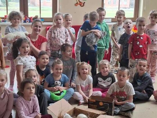 O KURKACH, CO ZNIKNĘŁY Z PODWÓRKA