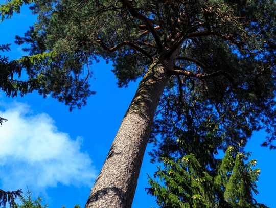 Oddaj głos na "Grubą Kaśkę"! Oddaj głos na "Grubą Kaśkę"!