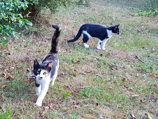 Ogłoszenie Ogłoszenie