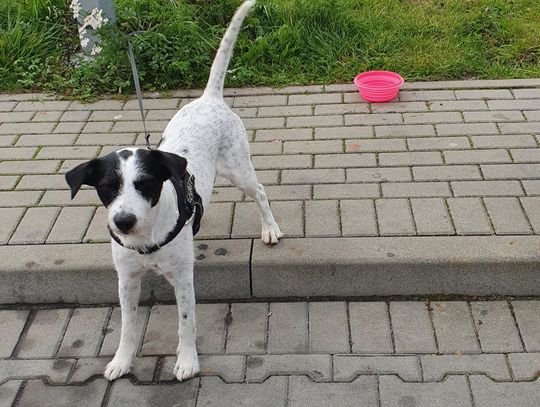 Ogłoszenie nieaktualne - Poszukujemy psa widocznego na zdjęciu