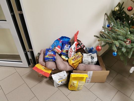 POMOC DLA BEZDOMNYCH ZWIERZĄT