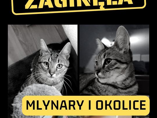 Poszukiwana kotka.