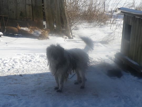 Poszukiwana osoba chętna do przygarnięcia psa