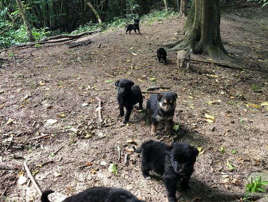  Poszukiwane osoby chętne do przygarnięcia psów