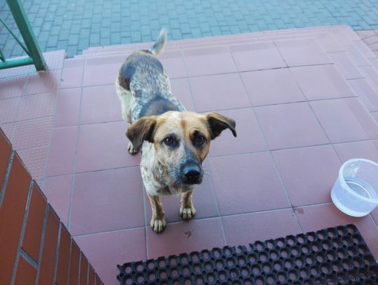 Poszukiwani właściciele lub osoby chętne do przygarnięcia psa