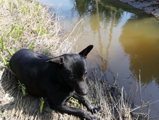 Poszukiwany właściciel lub osoba chętna do przygarnięcia psa