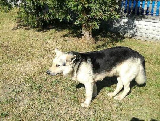 Poszukiwany właściciel lub osoba chętna do przygarnięcia psa