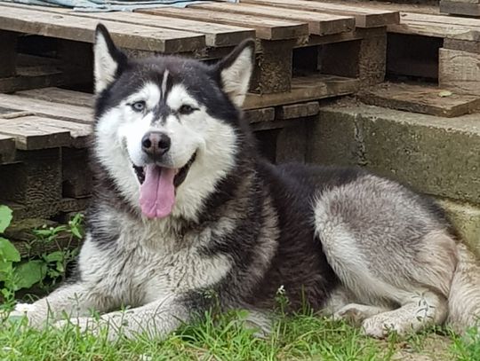 Poszukiwany właściciel lub osoba chętna do przygarnięcia psa