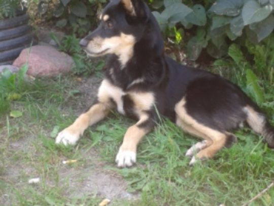  Poszukiwany właściciel lub osoba chętna do przygarnięcia psa