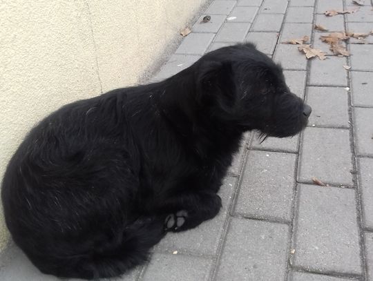 Poszukiwany właściciel lub osoba chętna do przygarnięcia psa