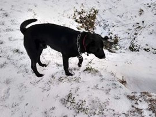 Poszukiwany właściciel lub osoba chętna do przygarnięcia psa