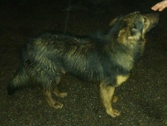 Poszukiwany właściciel lub osoba chętna do przygarnięcia psa