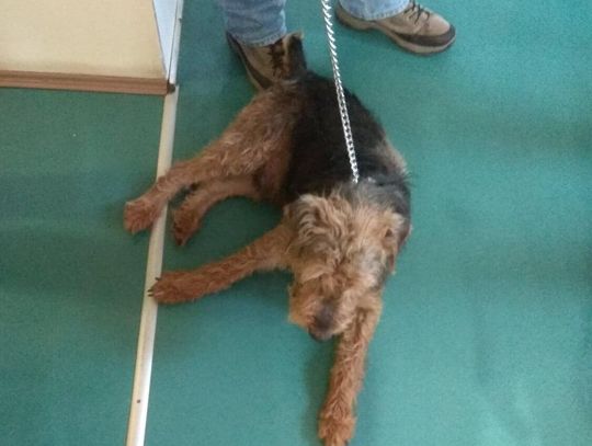 Poszukiwany właściciel psa