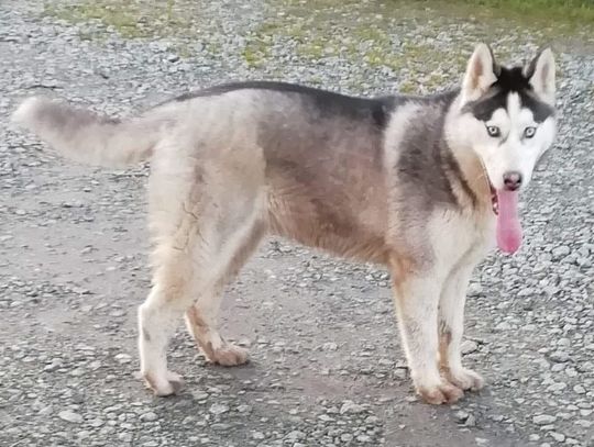 Poszukiwany właściciel psa