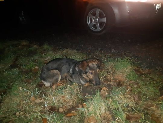 Poszukiwany właściciel psa