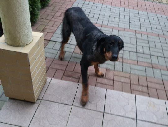 Poszukiwany właściciel psa