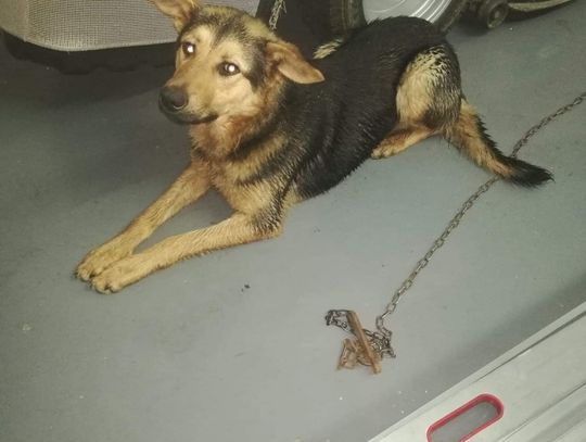 Poszukiwany właściciel psa Poszukiwany właściciel psa