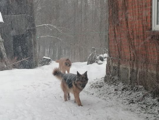 Poszukiwany właściciel psa Poszukiwany właściciel psa