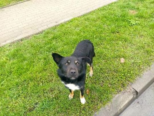 Poszukiwany właściciel psa