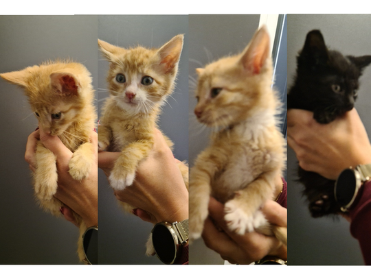 Poszukujemy domu dla 4 uroczych kociaków