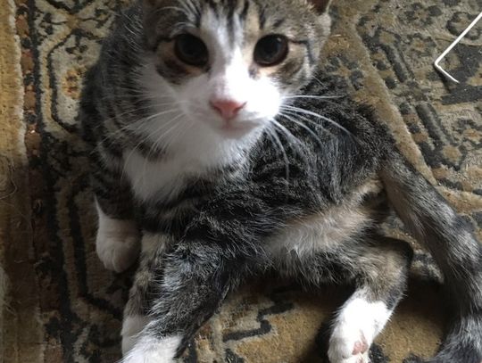 Poszukujemy osób chętnych do adopcji kotów.