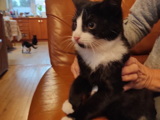 Poszukujemy osoby chętnej do adopcji kota widocznego na zdjęciu