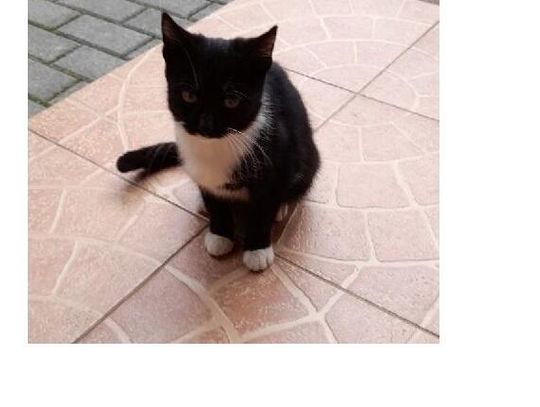 Poszukujemy osoby chętnej do adopcji kota widocznego na zdjęciu - Aktualizacja: znaleziono opiekuna kota  Poszukujemy osoby chętnej do adopcji kota widocznego na zdjęciu - Aktualizacja: znaleziono opiekuna kota