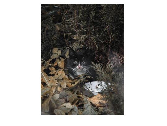 Poszukujemy osoby chętnej do adopcji  kotki widocznej na zdjęciu Poszukujemy osoby chętnej do adopcji  kotki widocznej na zdjęciu