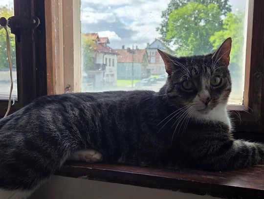 Poszukujemy osoby chętnej do adopcji widocznych na zdjęciach kotów.