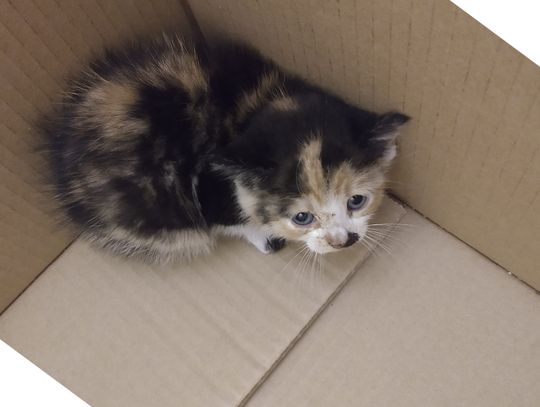 Poszukujemy właściciela lub osoby chętnej do adopcji znalezionej kotki  Poszukujemy właściciela lub osoby chętnej do adopcji znalezionej kotki