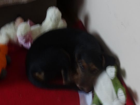 Poszukujemy właściciela lub osoby chętnej do przygarnięcia psa widocznego na zdjęciu