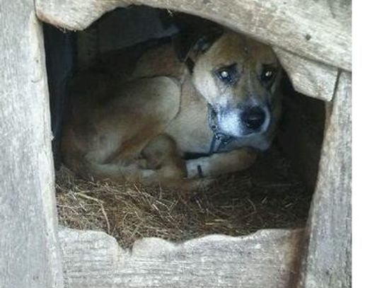 Poszukujemy właściciela lub osoby chętnej do przygarnięcia psa widocznego na zdjęciu