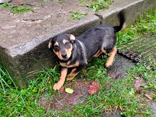 Poszukujemy właściciela lub osoby zainteresowanej adopcją kilkumiesięcznej suczki 