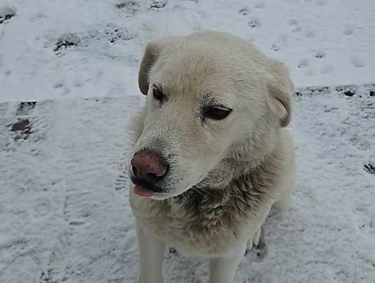 Poszukujemy właściciela pieska ze zdjęcia.