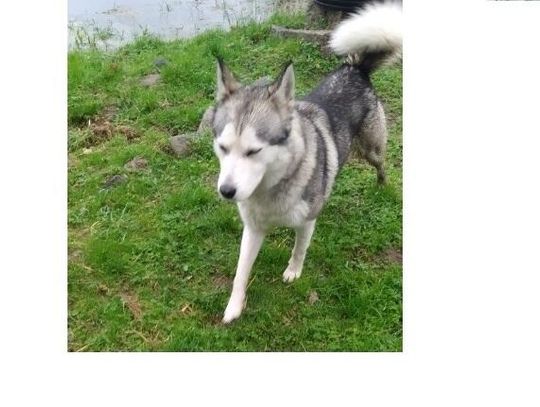 Poszukujemy właściciela psa widczonego na zdjęciu Poszukujemy właściciela psa widczonego na zdjęciu