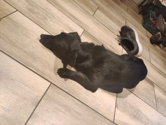 Poszukujemy właściciela psa widocznego na zdjęciu lub osoby chętnej do jego przygarnięcia 
