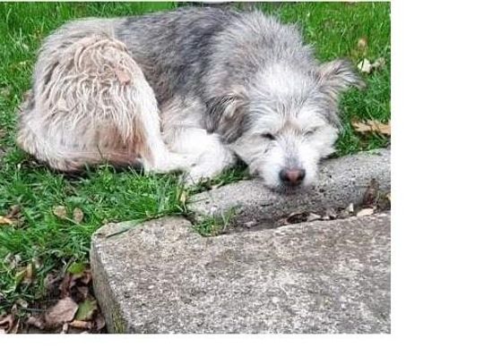 Poszukujemy właściciela psa widocznego za zdjęciu  Poszukujemy właściciela psa widocznego za zdjęciu