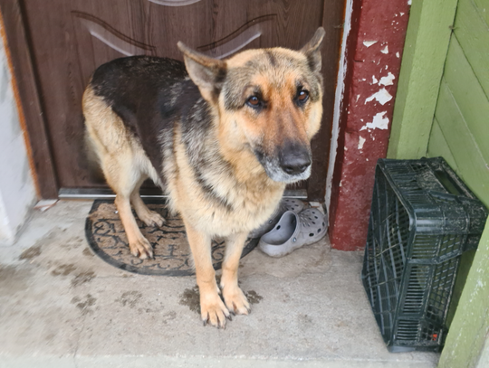 Poszukujemy właściciela widocznego na zdjęciu psa - AKTUALIZACJA odnaleziono właściciela Poszukujemy właściciela widocznego na zdjęciu psa - AKTUALIZACJA odnaleziono właściciela