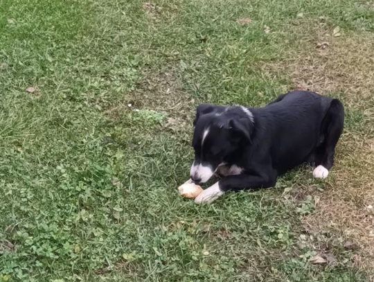Poszukujemy właściciela widocznych na zdjęciu piesków 🐕