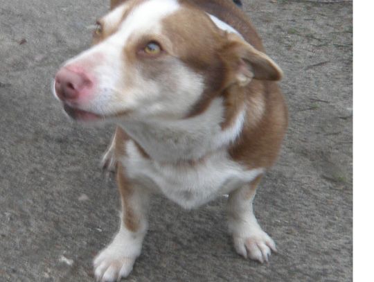   Urząd Miasta i Gminy w Młynarach poszukuje właściciela lub osoby chętnej do przygarnięcia psa widocznego na zdjęciu